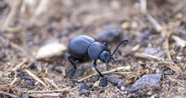 beetles-1
