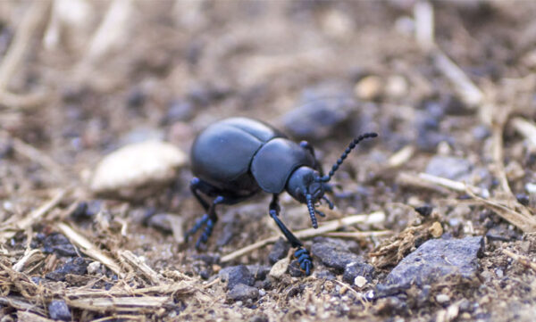 beetles-1