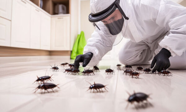 cockroach-5