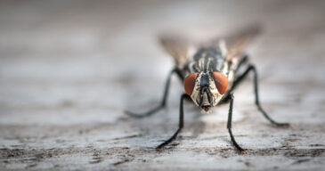 flies-4