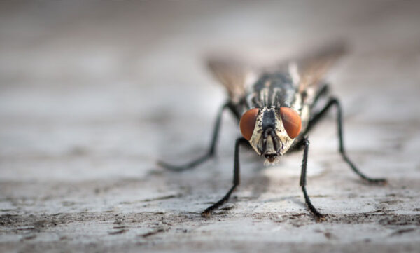flies-4