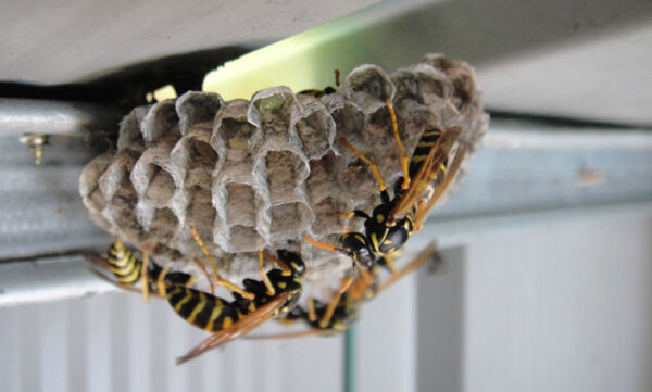 hornets-4