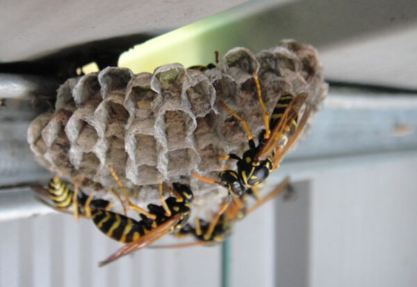 hornets-4