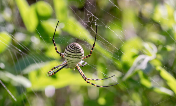 spider-1