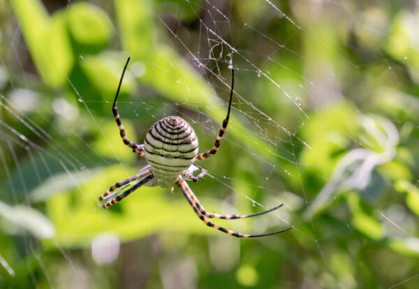 spider-1