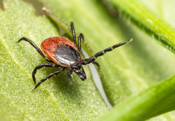 ticks-1
