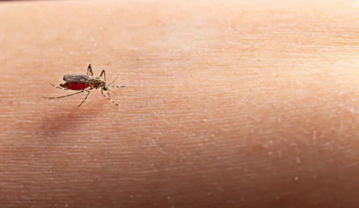 5 Signs Of A Mosquito Infestation