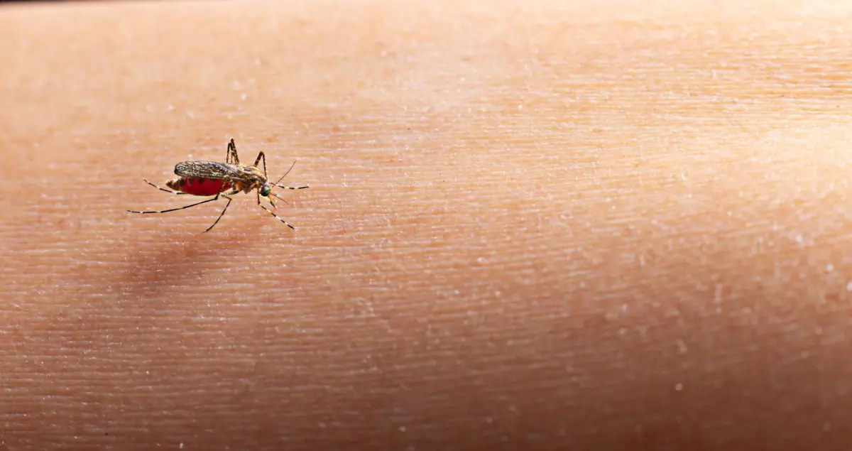 5 Signs Of A Mosquito Infestation