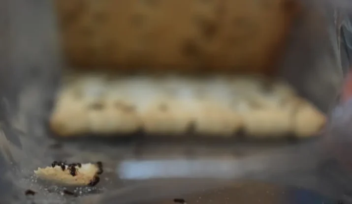 How to Get Rid of Ants for Good