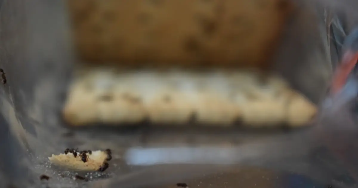 How to Get Rid of Ants for Good