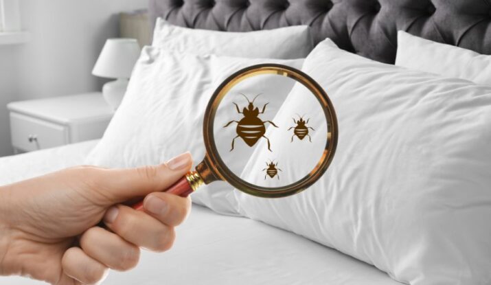 How to Manage Bed Bug Infestations