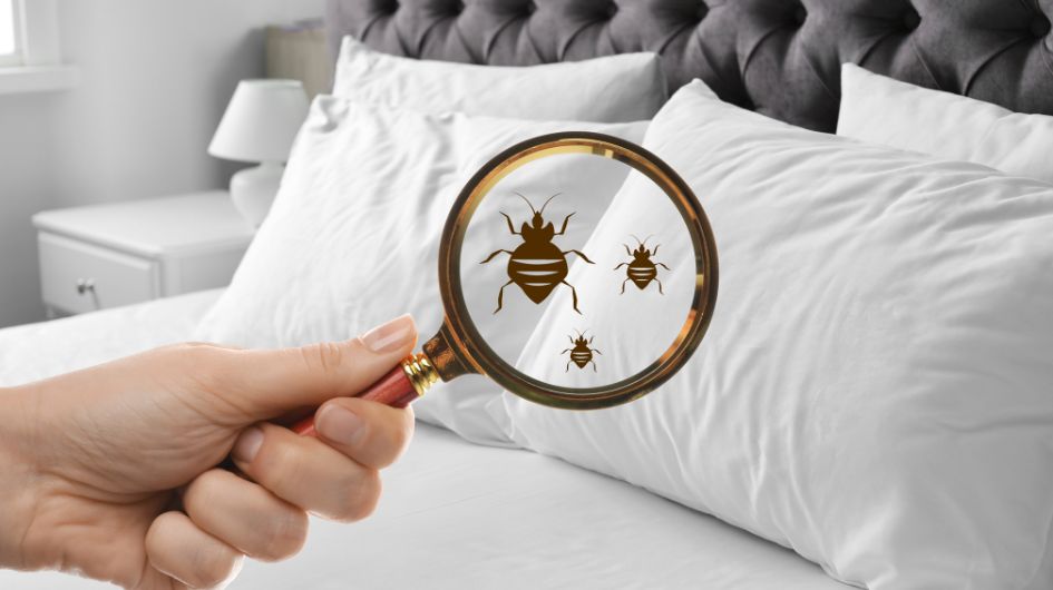 How to Manage Bed Bug Infestations