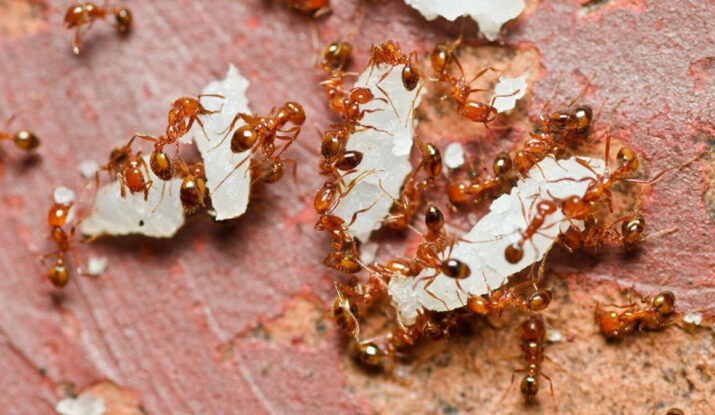 Are Ants Taking Over Your Home?