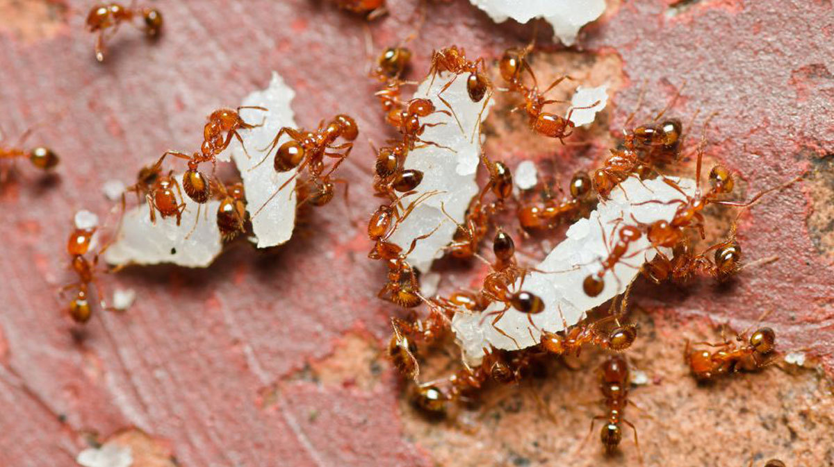 Are Ants Taking Over Your Home?