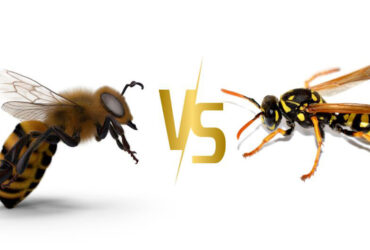 Bees and Wasps