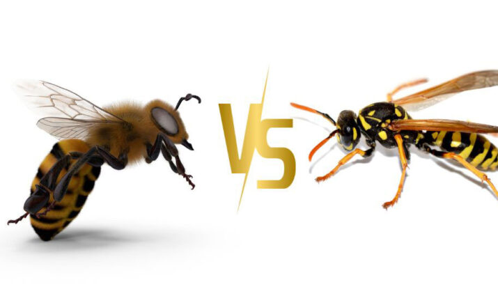 Bees and Wasps