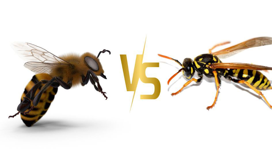Bees and Wasps