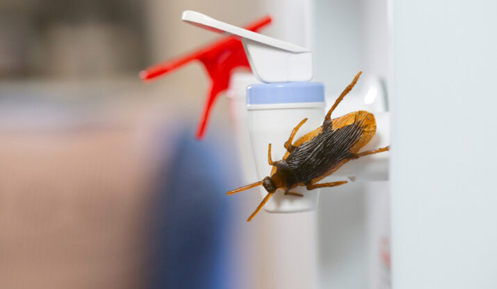 Cockroach Pest Control Techniques