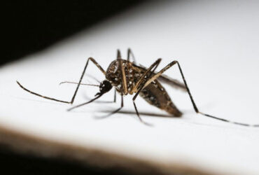 Gnats Taking Over Your Home?