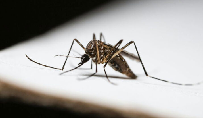 Gnats Taking Over Your Home?