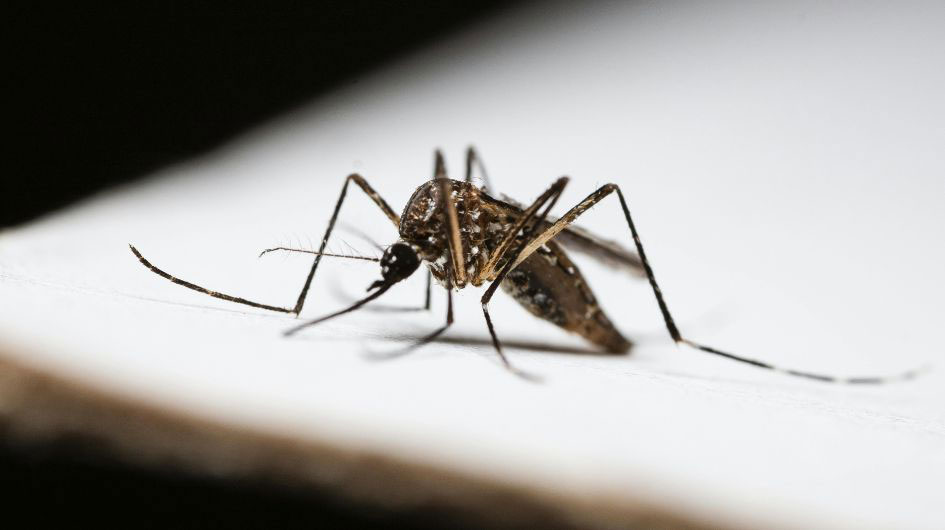 Gnats Taking Over Your Home?