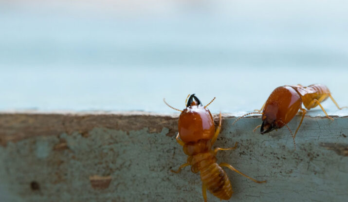 A guide to controlling termites to protect your home