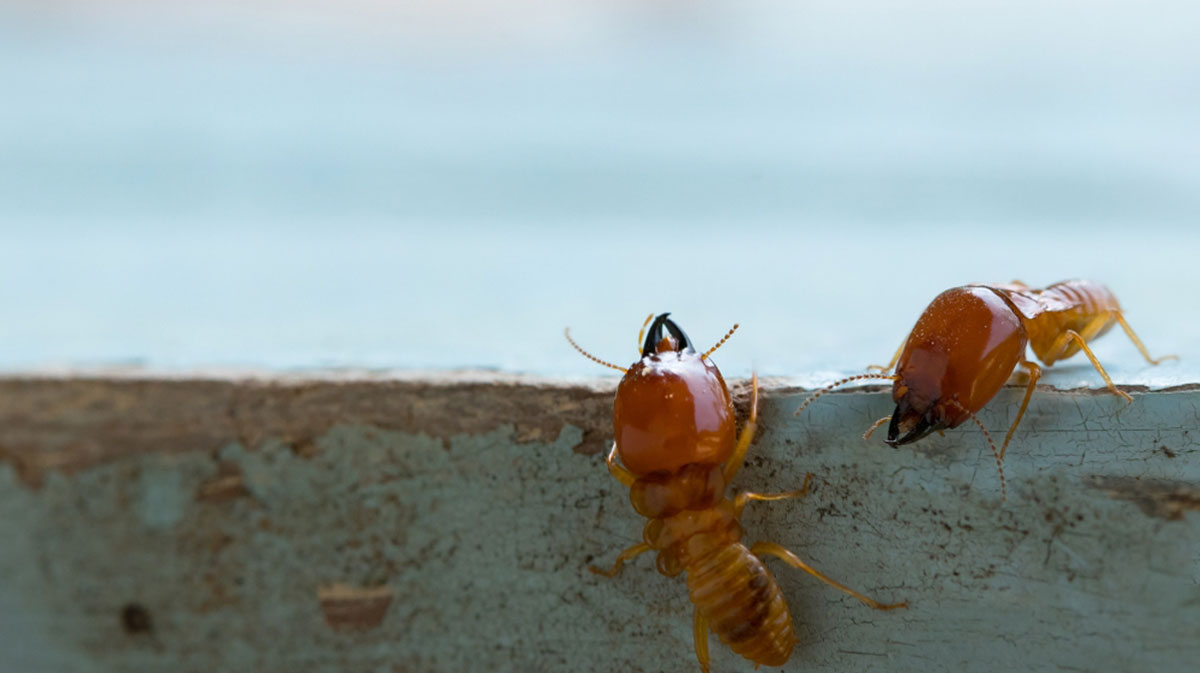 A guide to controlling termites to protect your home