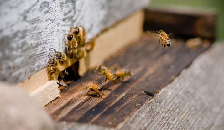 How can I Get Rid of Bees or Bee Hive from Home?