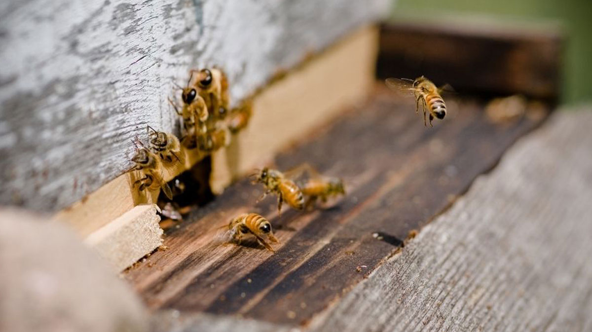 How can I Get Rid of Bees or Bee Hive from Home?