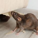 Permanent Rodent Control: Effective Strategies to Eliminate Mice and Rats