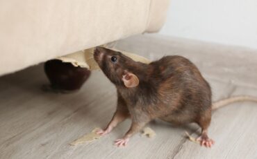 Permanent Rodent Control: Effective Strategies to Eliminate Mice and Rats