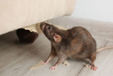 Permanent Rodent Control: Effective Strategies to Eliminate Mice and Rats