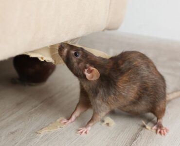 Permanent Rodent Control: Effective Strategies to Eliminate Mice and Rats