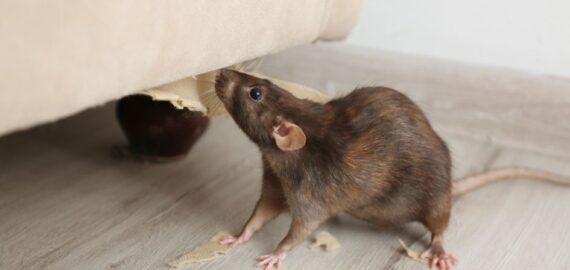 Permanent Rodent Control: Effective Strategies to Eliminate Mice and Rats