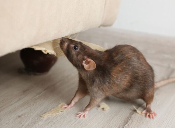 Permanent Rodent Control: Effective Strategies to Eliminate Mice and Rats