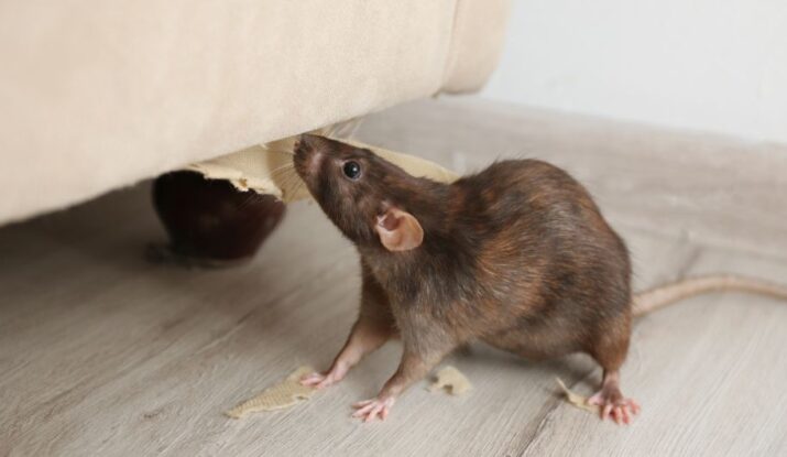 Permanent Rodent Control: Effective Strategies to Eliminate Mice and Rats