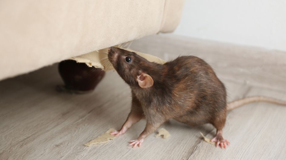Permanent Rodent Control: Effective Strategies to Eliminate Mice and Rats