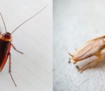 Prevent Infestations: How to Control German and American Cockroaches