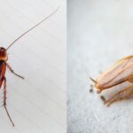 Prevent Infestations: How to Control German and American Cockroaches