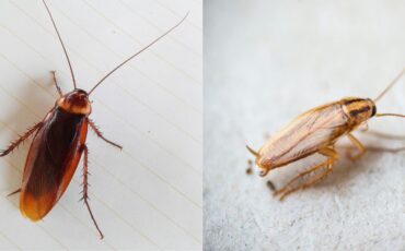 Prevent Infestations: How to Control German and American Cockroaches