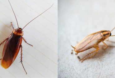 Prevent Infestations: How to Control German and American Cockroaches