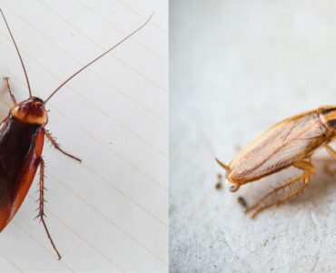 Prevent Infestations: How to Control German and American Cockroaches