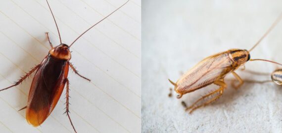 Prevent Infestations: How to Control German and American Cockroaches
