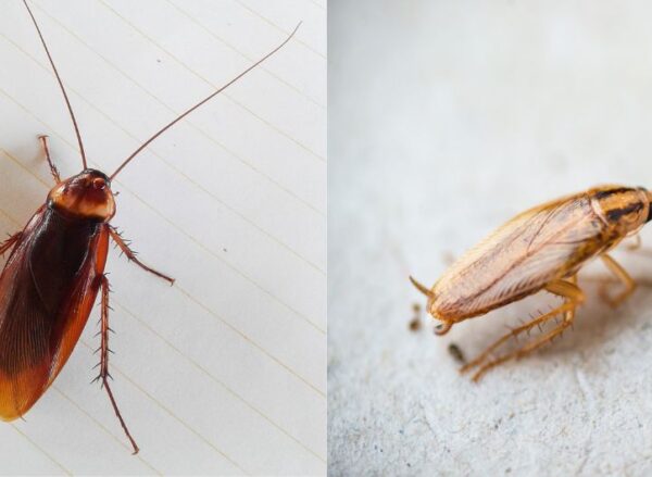 Prevent Infestations: How to Control German and American Cockroaches