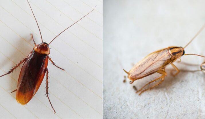 Prevent Infestations: How to Control German and American Cockroaches