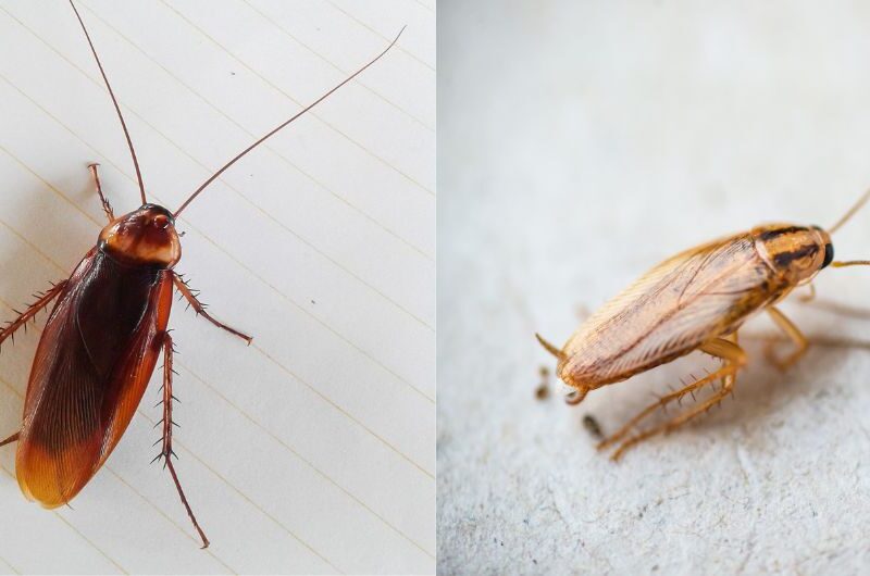 Prevent Infestations: How to Control German and American Cockroaches