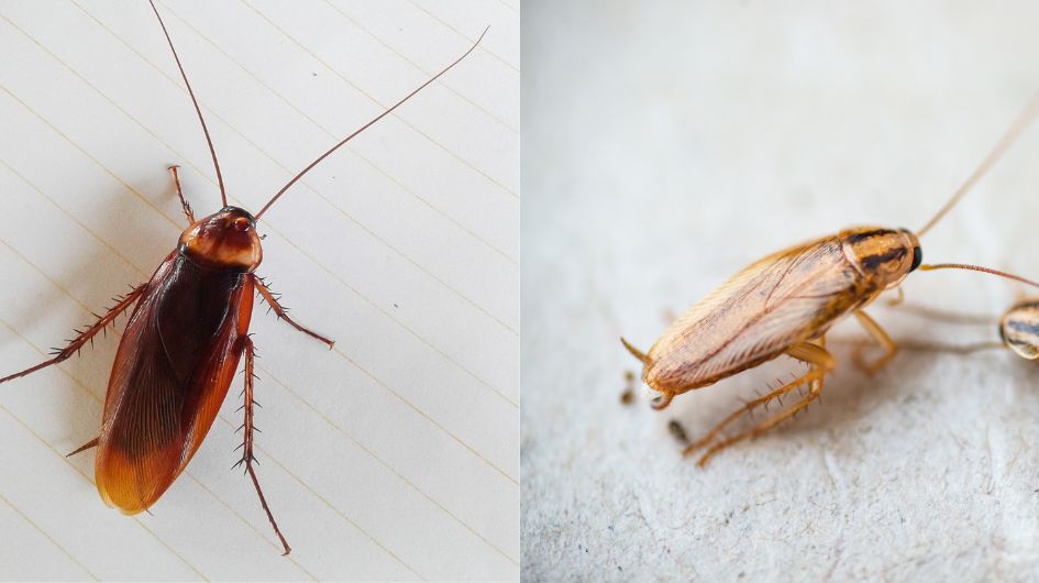 Prevent Infestations: How to Control German and American Cockroaches