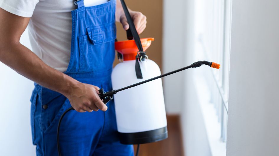 Protecting Office Spaces from Pests