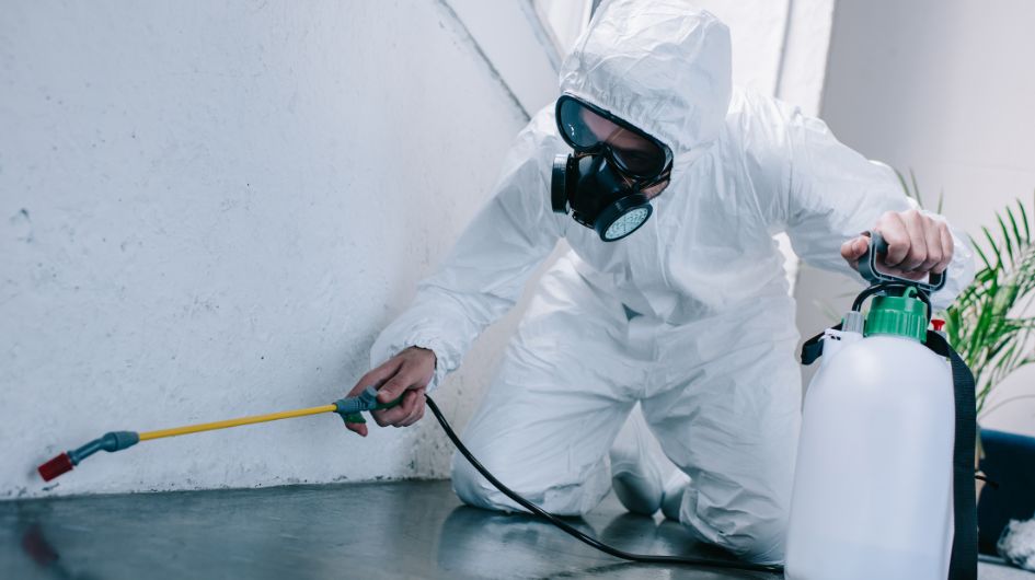 Residential and Commercial Pest Control: What You Need to Know