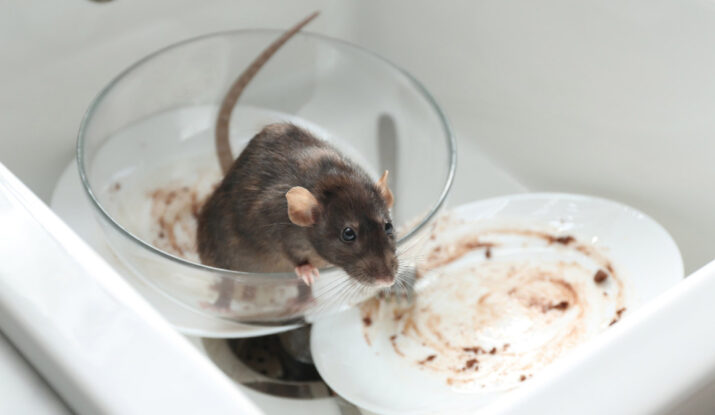 Seasonal Pest Control Services in Dubai